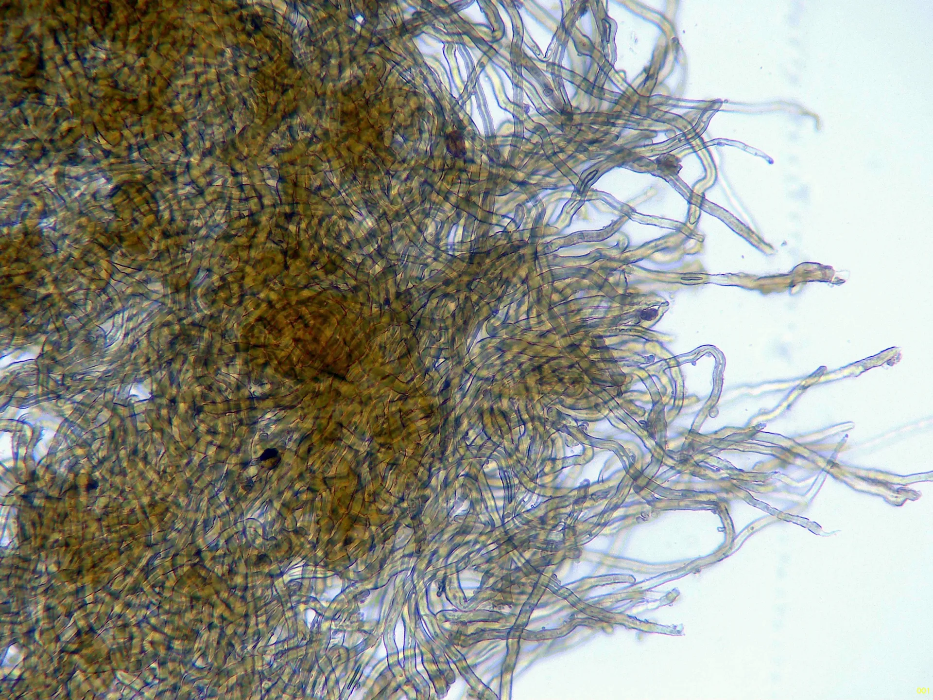 Microscopía de Schizophyllum leprieurii - 18 - Hifas suprapellis x 400 agua-001